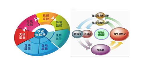 有機(jī)蔬菜智造工廠 循環(huán)經(jīng)濟(jì)的新引擎與社會(huì)經(jīng)濟(jì)咨詢服務(wù)的價(jià)值創(chuàng)造